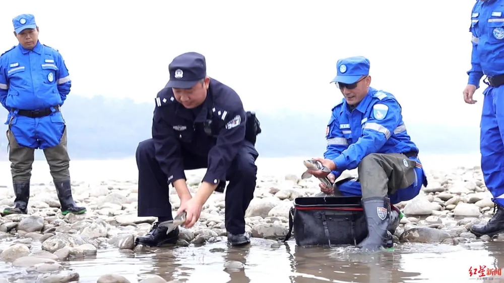 10条长江鲟鱼被非法捕捞:4条获救并被释放，6名嫌疑人供认他们吃了几条